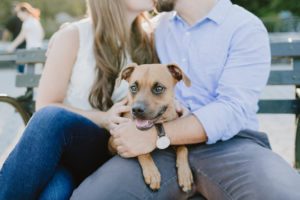 Dog sitting on couples lap