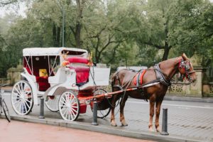 Central Park horse