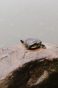 central park turtle
