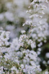 Central Park flowers