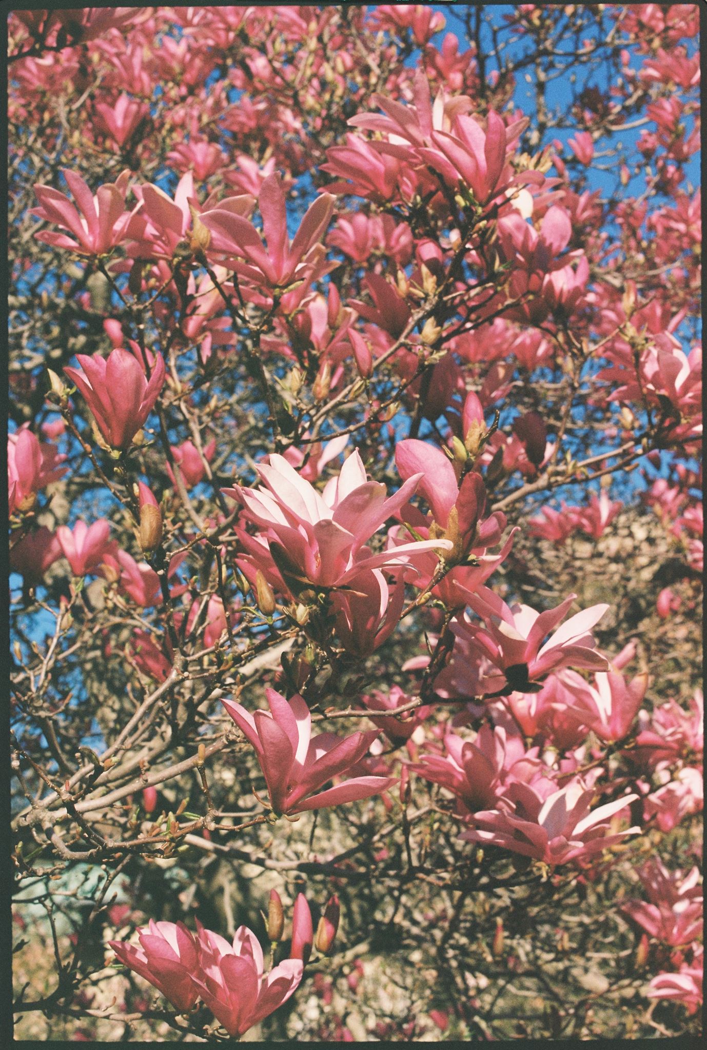 Spring wedding at brooklyn botanic garden in new york